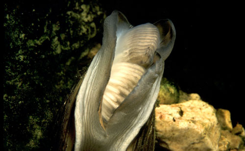 Yellow sandshell Photo